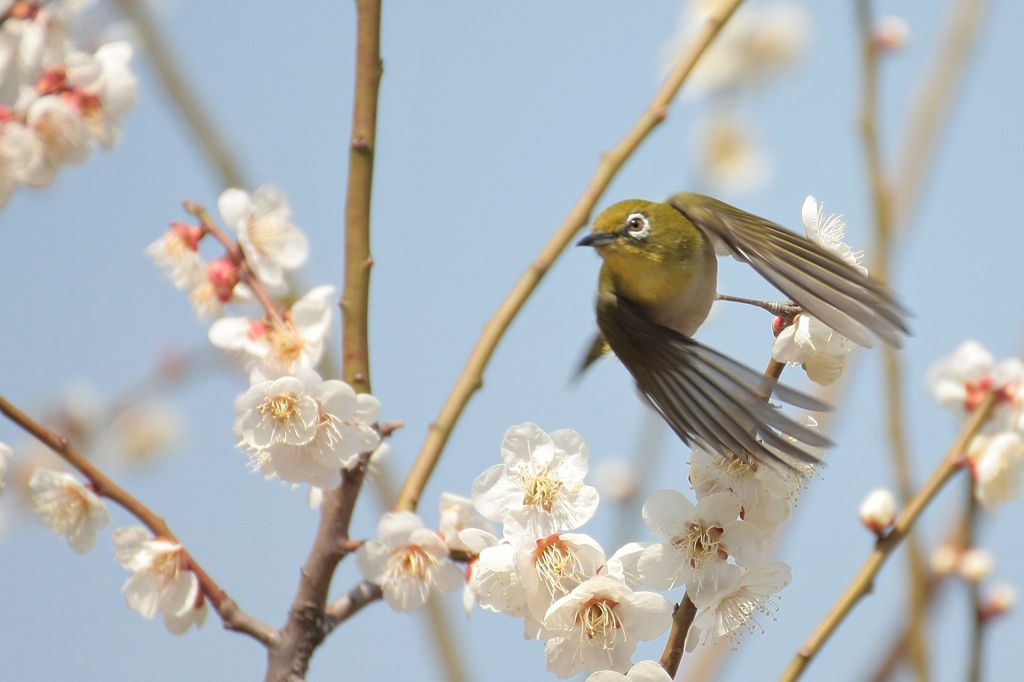 はばたこう