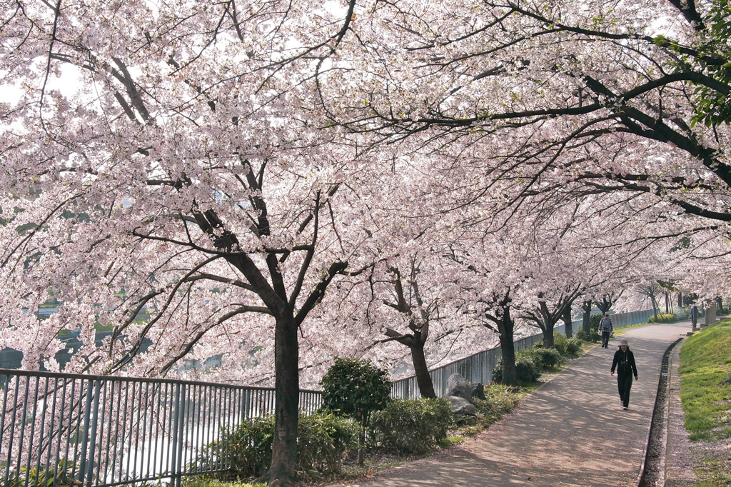 桜ロード