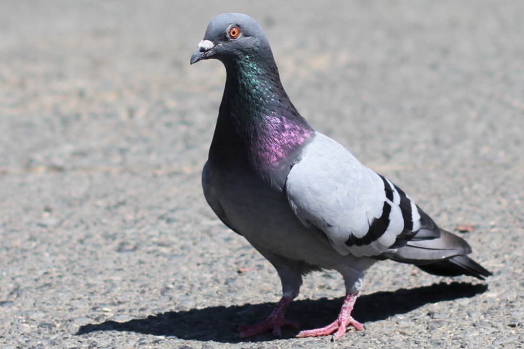 鉄の鳩 417j67yQFlL.jpg_BO30,255,255,