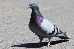鳩が豆鉄砲