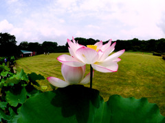 LOTUS／GF-1&LUMIX G FISHEYE 8mm / F3.5