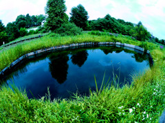 深大寺水生植物園／GF-1&LUMIX G FISHEYE 8mm