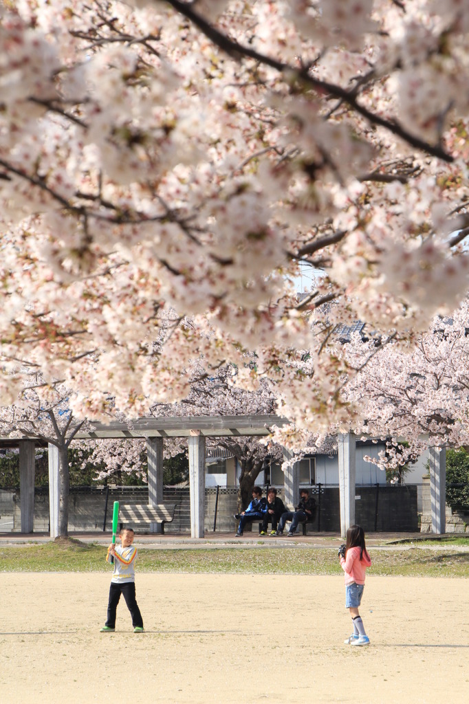 満開の桜の下で