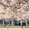 満開の桜の下で
