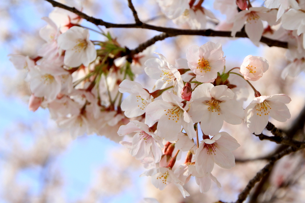 桜