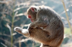 高崎山の猿