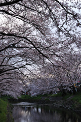 桜トンネル