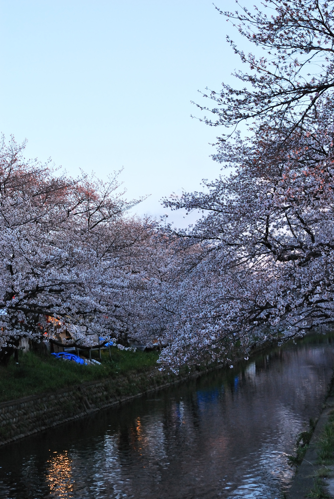 桜トンネル3