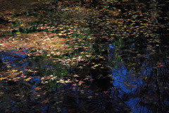 池に浮かぶ落紅葉