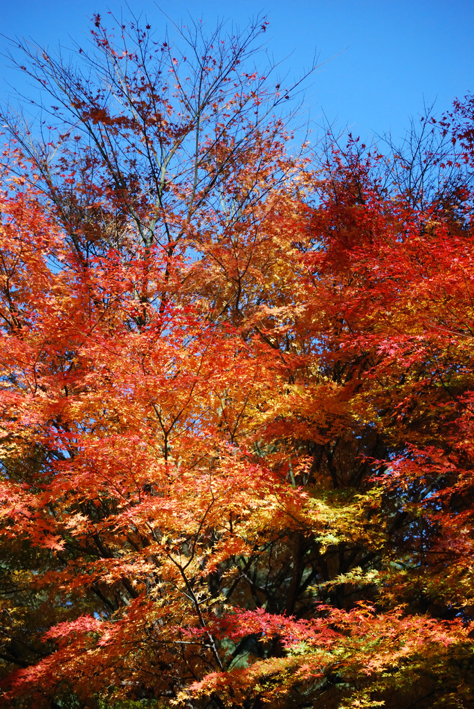 青空の下で紅葉