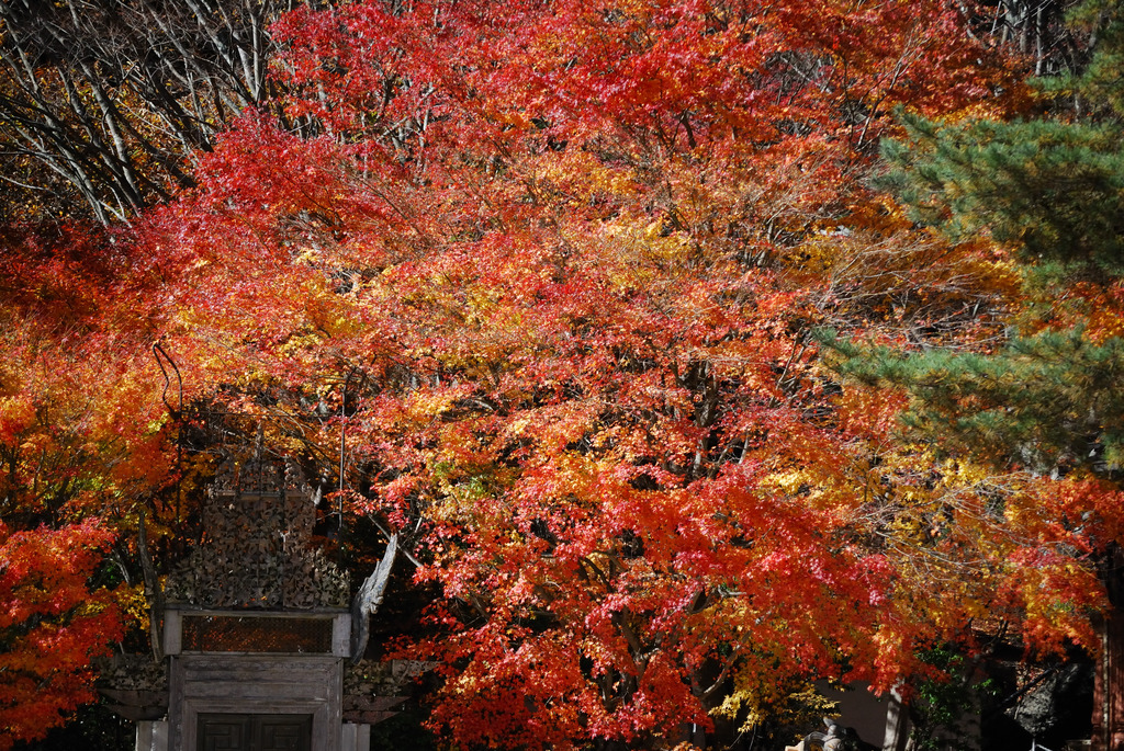 紅葉