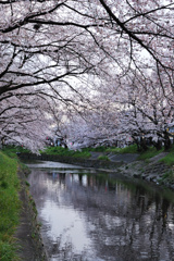 桜トンネル２
