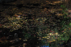 池に浮かぶ落紅葉２