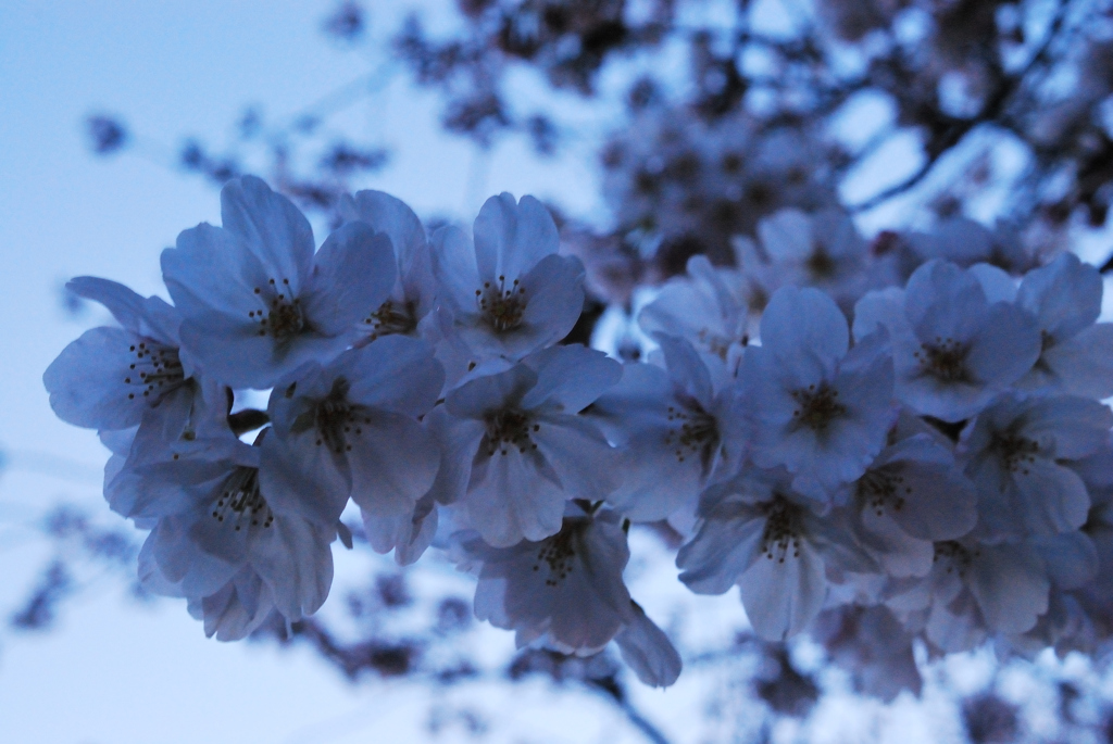 一枝の桜