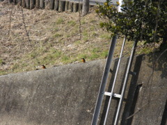 カワセミー2