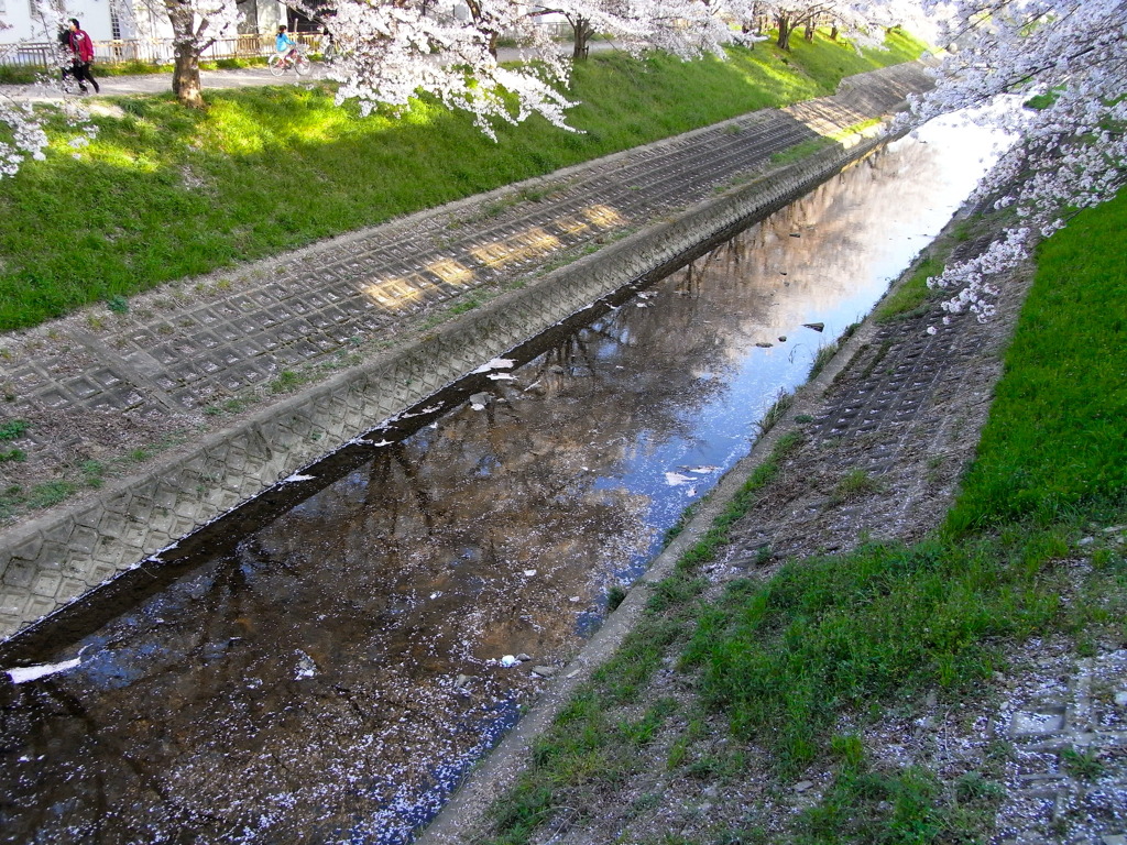 佐保川の中の桜並木