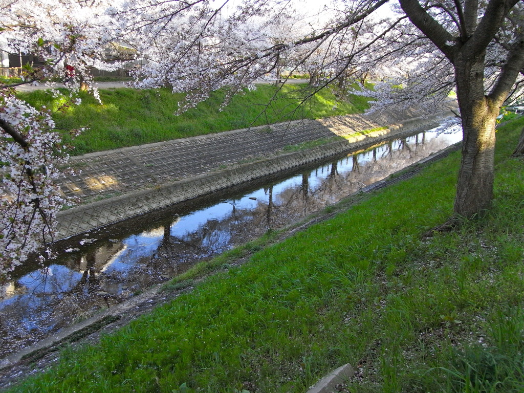 もう一つの桜並木