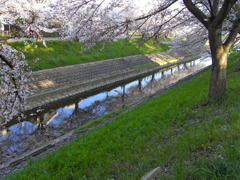 もう一つの桜並木