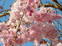 八重の枝垂れ桜