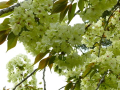 御衣黄（ぎょいこう）2010