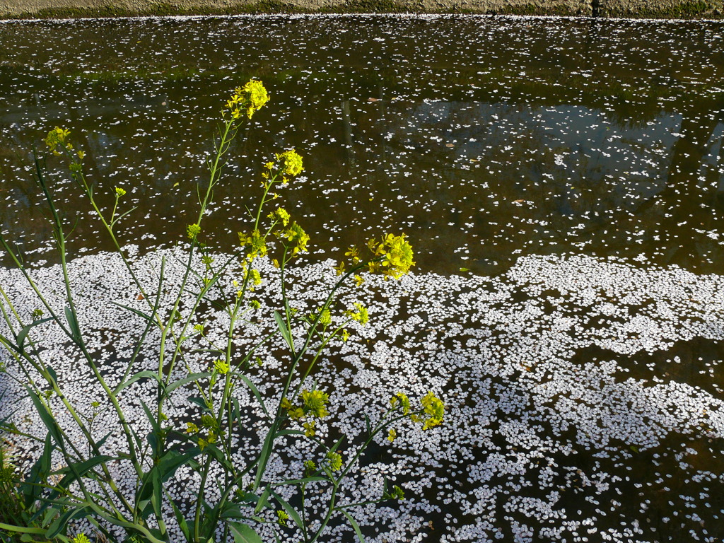 桜と菜の花