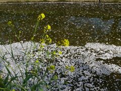 桜と菜の花