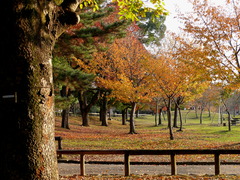 奈良公園