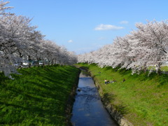 佐保川の桜２