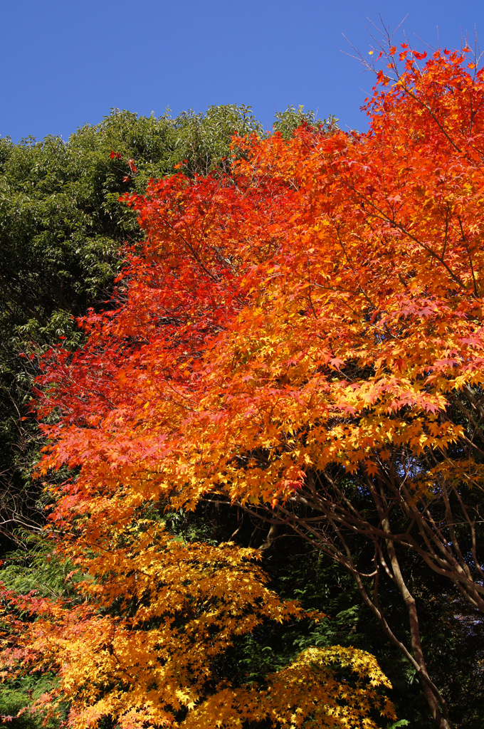 紅葉−1／円成寺