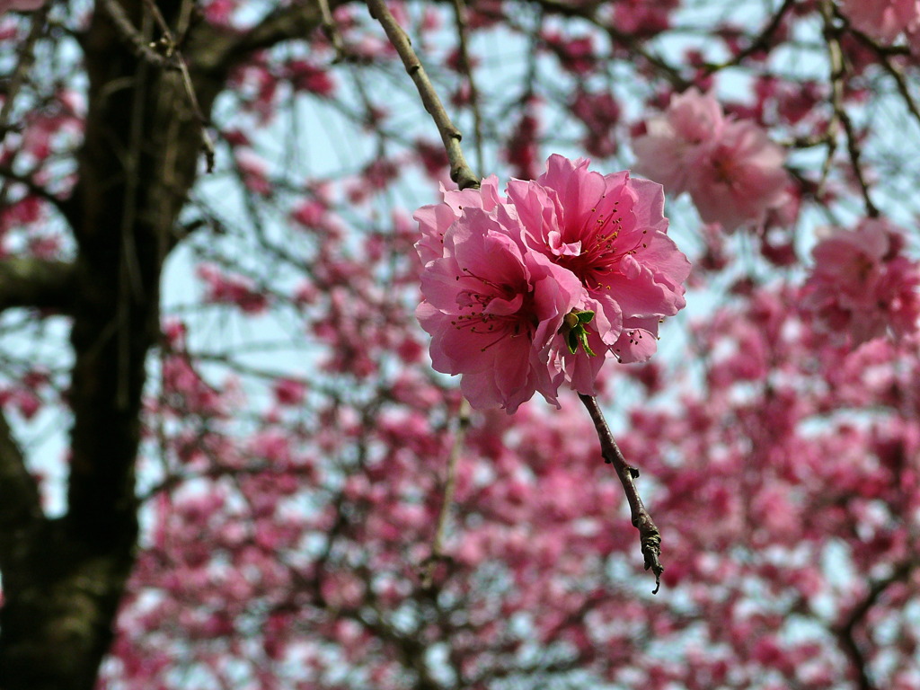 八重の枝垂桜