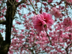 八重の枝垂桜