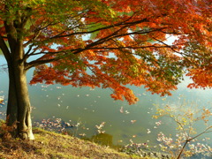 東大寺　大仏池