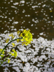 桜と菜の花2