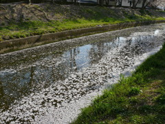佐保川