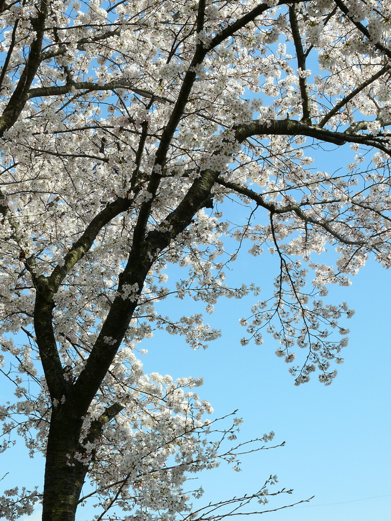 佐保川の桜