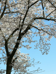 佐保川の桜