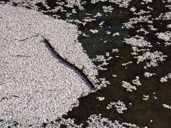 佐保川を覆い尽くすソメイヨシノ3