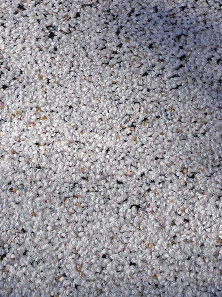 桜の花びら