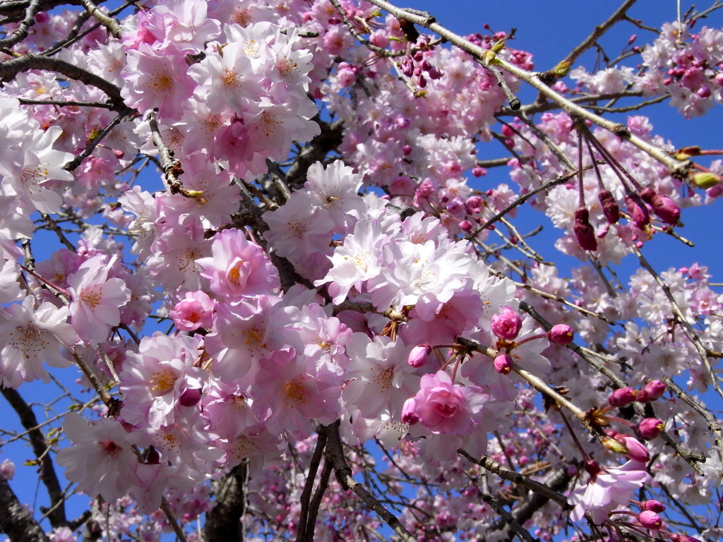 2011_枝垂桜1
