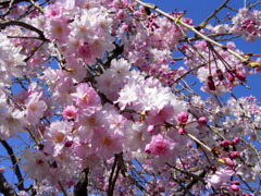 2011_枝垂桜1
