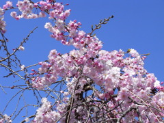 2011_枝垂桜2