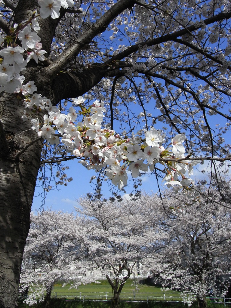 佐保川の桜３