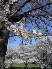 佐保川の桜３