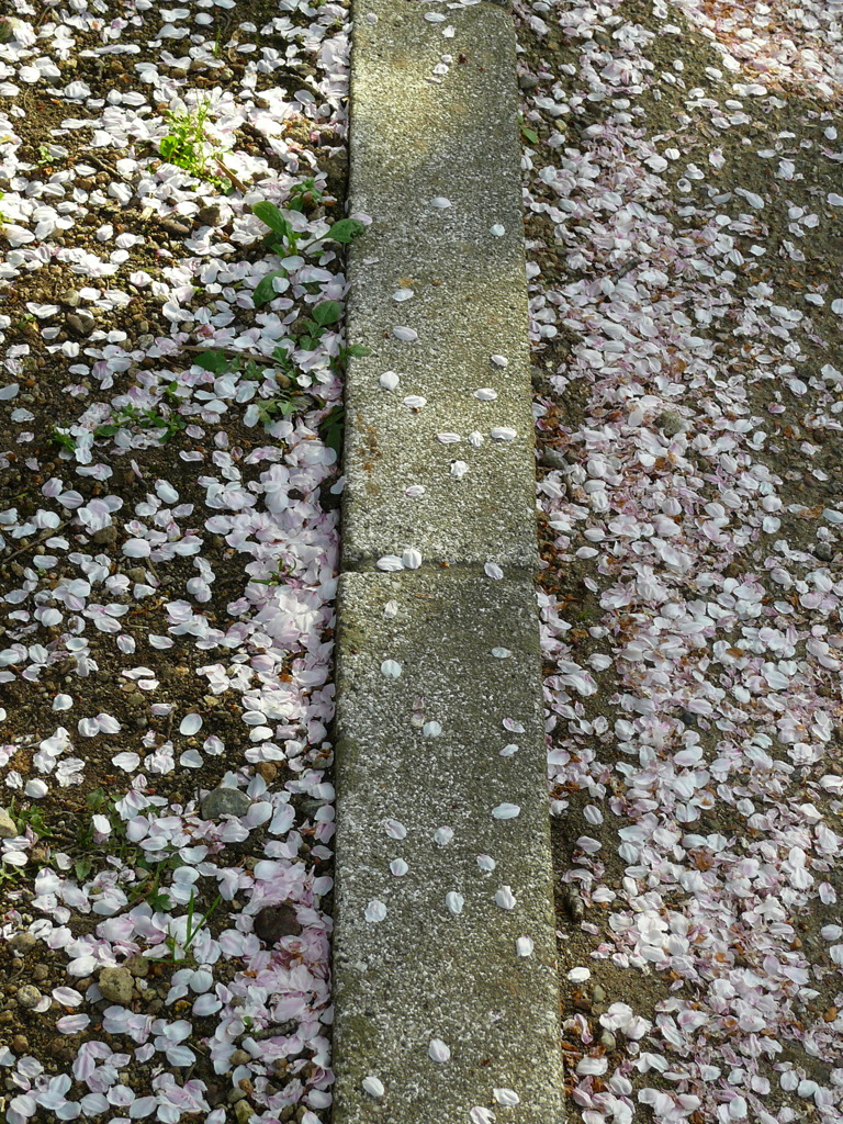 桜の花びら