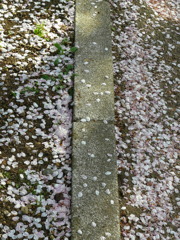 桜の花びら