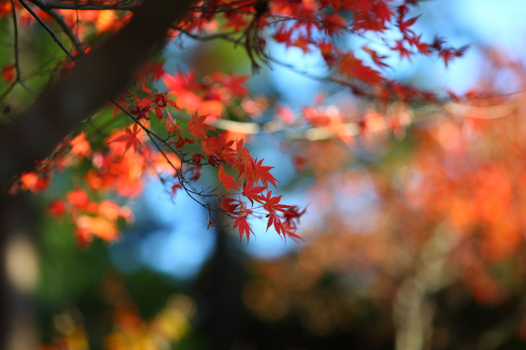 北鎌倉　（円覚寺）