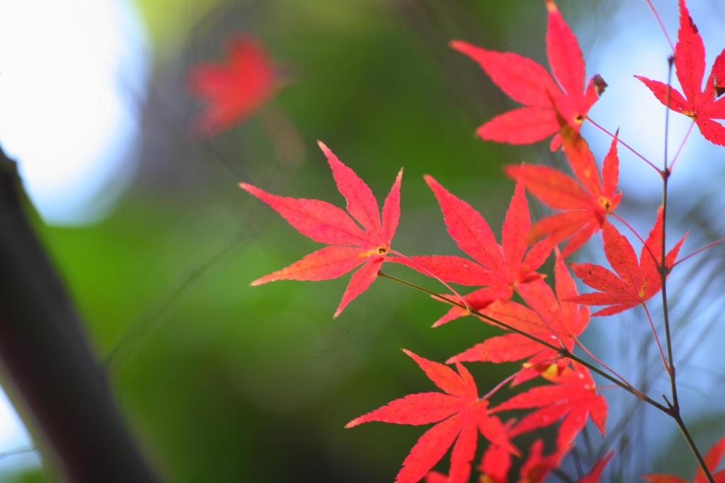 北鎌倉　（円覚寺）