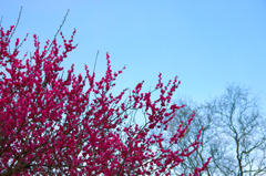ピンクに染まる梅の花