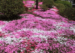 芝桜