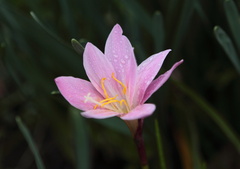 道端の花一輪